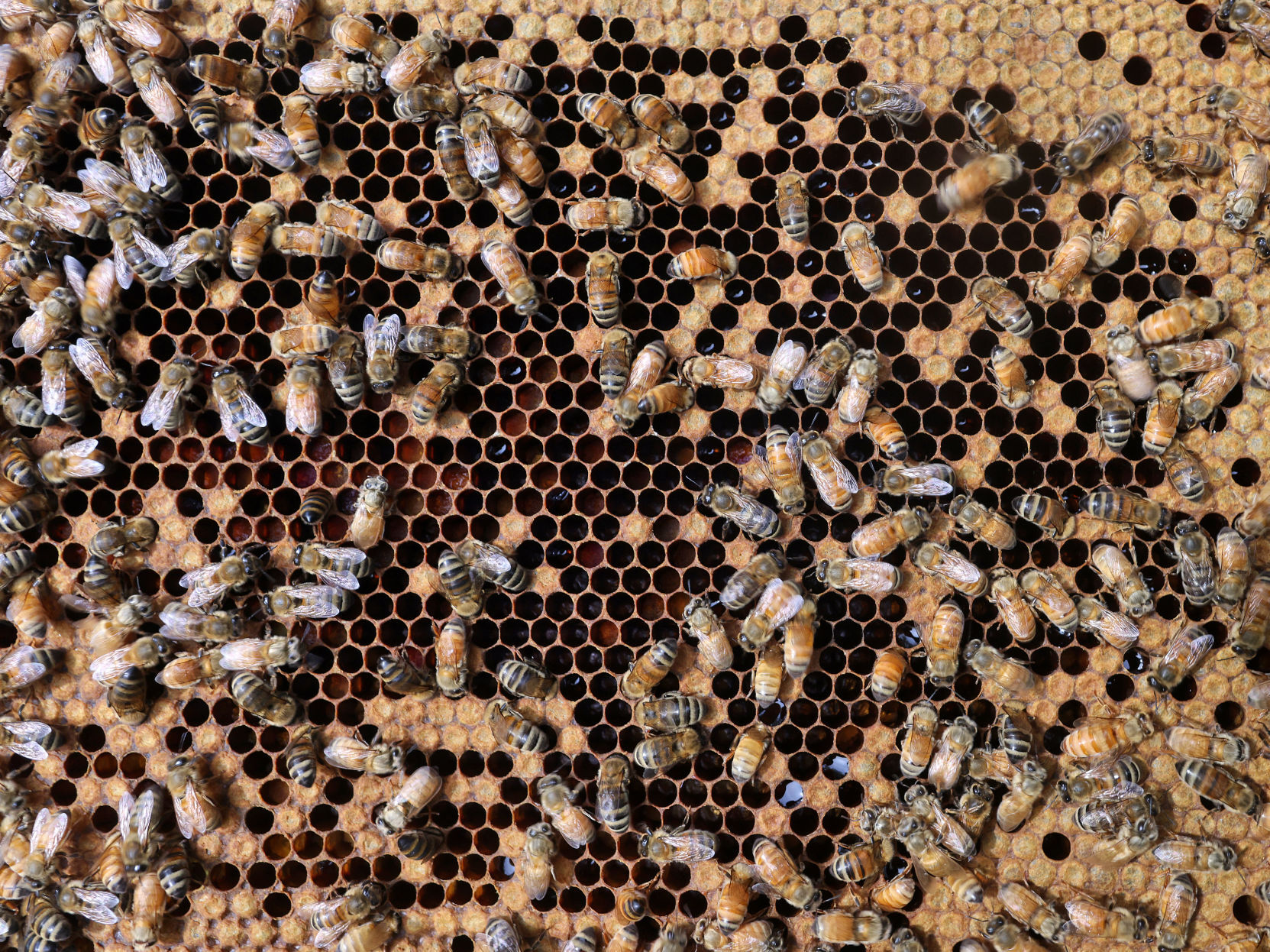 JVG_210701_BEES07